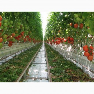 Крупний оптовий продаж овочів: огірки та помідори