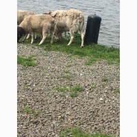 Вівці Дорпери та Романівські