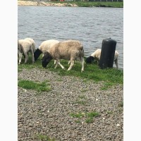 Вівці Дорпери та Романівські