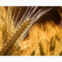 Пшениця м’яка озима МІП ВАЛЕНСІЯ