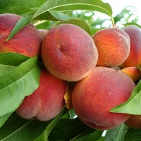 Продам персик сорт Ред Хевен Херсонская область