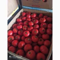 Продам помидор для засолки