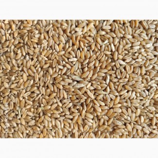 Продам пшеницу-3 класс, 1000т., б/н с НДС, с/х производитель