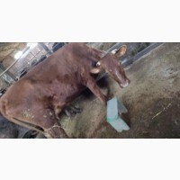 Продам срочно породистые коровы голштын Айшир
