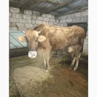 Продам срочно породистые коровы голштын Айшир