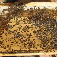 Пролам пчелопакеты
