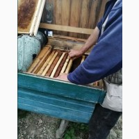 Бджолопакети 2022 Пчелопакеты