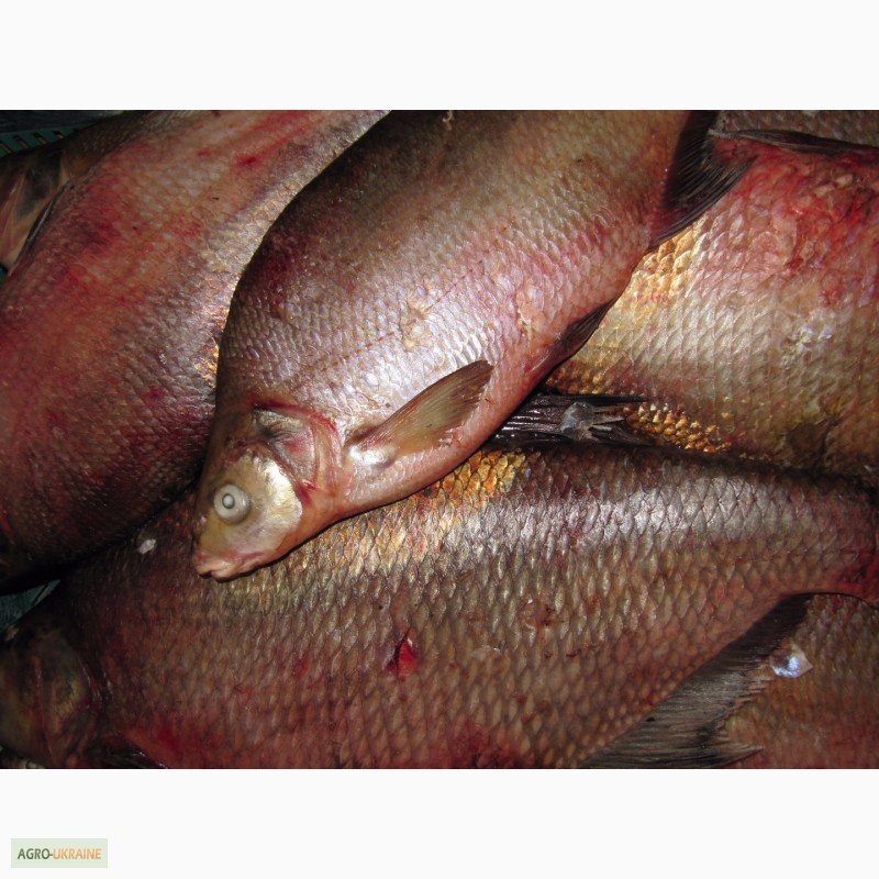 Рыба речная свежемороженная-плотва, густера, судак, лещ, синец и др