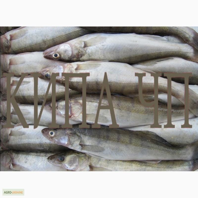 Фото 3. Рыба речная свежемороженная-плотва, густера, судак, лещ, синец и др