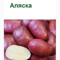 Картопля Аляска, середньостиглий, еліта