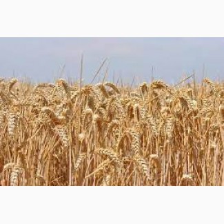 Продам фуражну пшеницю, 400т