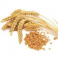 Купляємо пшеницю ( 2/3/4 клас) Чернівецька область