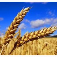 Продаємо посівний матеріал ярої пшениці