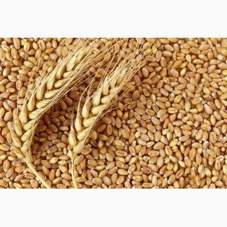 Продам пшеницю 10тон