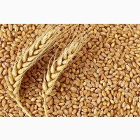 Продам пшеницю 10тон