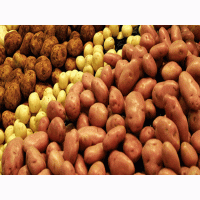 Продам картоплю вітчизняних та зарубіжних сортів
