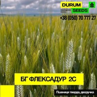 Пшениця тверда - BG Flexadur 2S (дворучка)