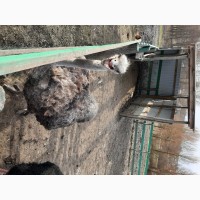 ТЕРМІНОВО продам Африканські страуси 2 самки та 2 самці