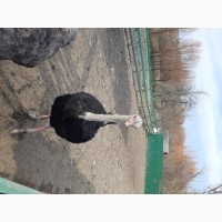 ТЕРМІНОВО продам Африканські страуси 2 самки та 2 самці