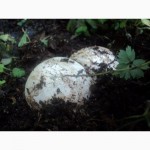 Натуральная настойка гриба весёлки