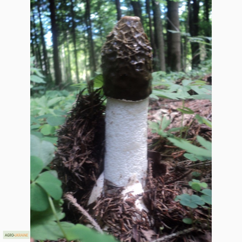 Фото 3. Натуральная настойка гриба весёлки