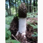 Натуральная настойка гриба весёлки
