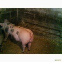 Продам свиней на свиноматки