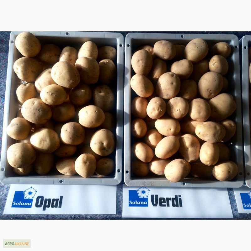 Фото 2. Продам Дешево семенной картофель / насіннєва картопля
