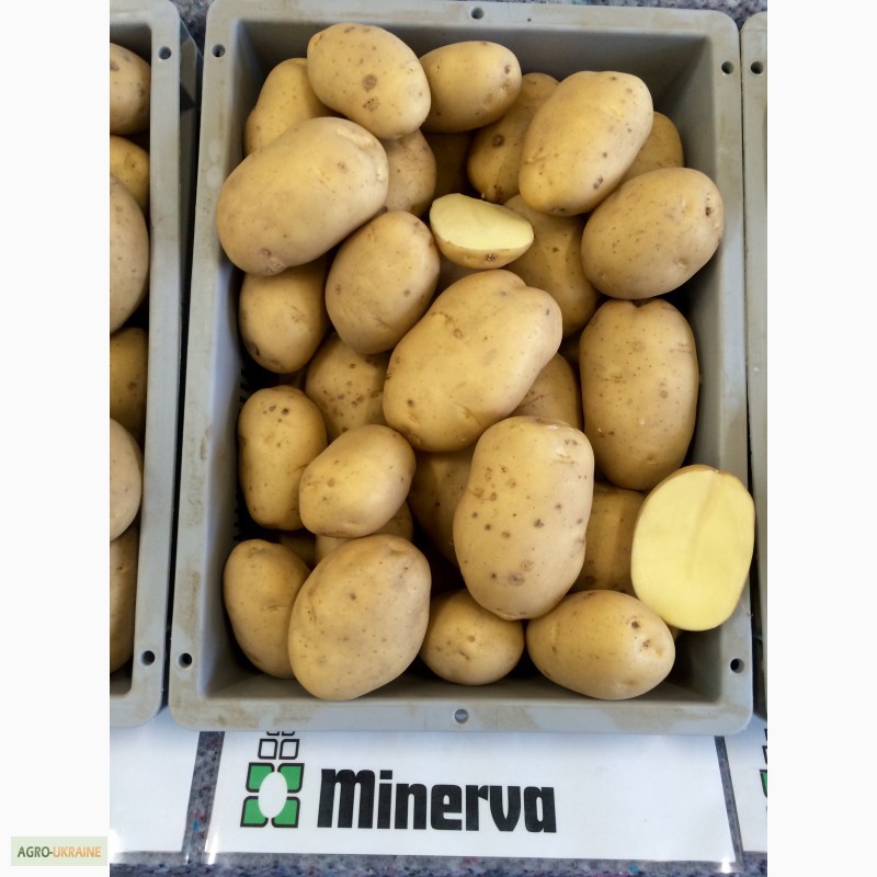 Фото 3. Продам Дешево семенной картофель / насіннєва картопля