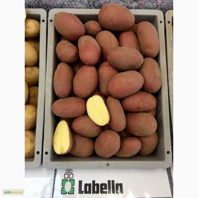 Фото 4. Продам Дешево семенной картофель / насіннєва картопля