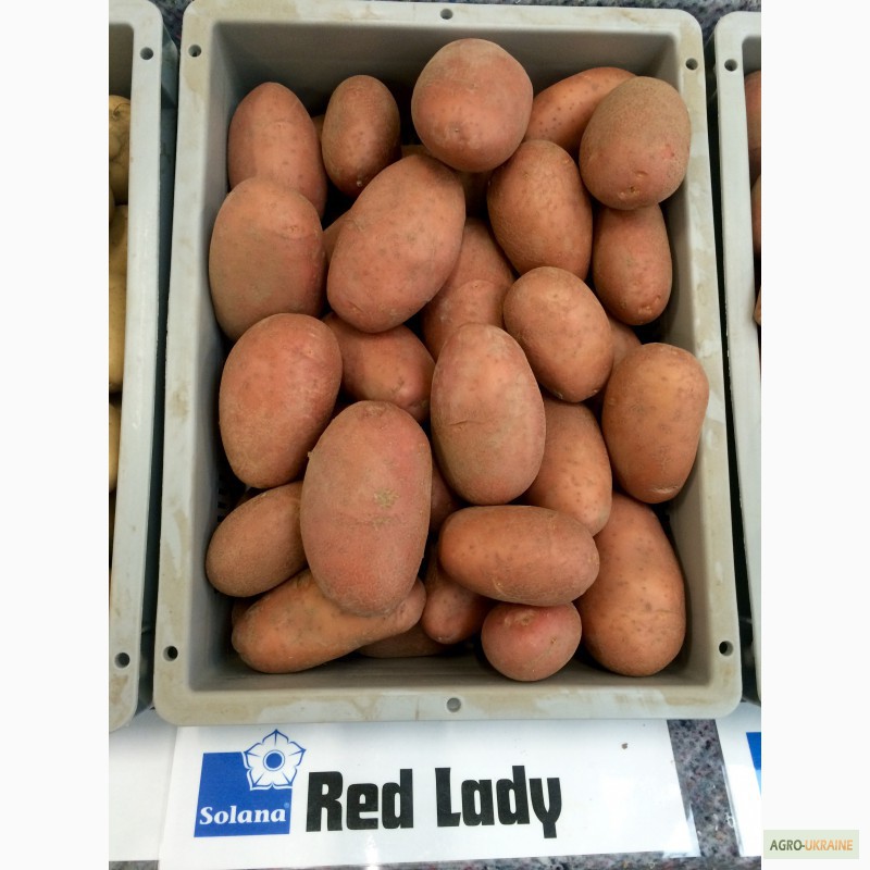 Фото 6. Продам Дешево семенной картофель / насіннєва картопля