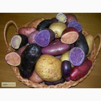 Продам картоплю кольорову м якоть фіолетова