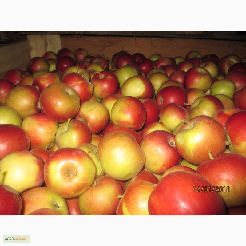 Фото 3. Продаємо якісні яблука
