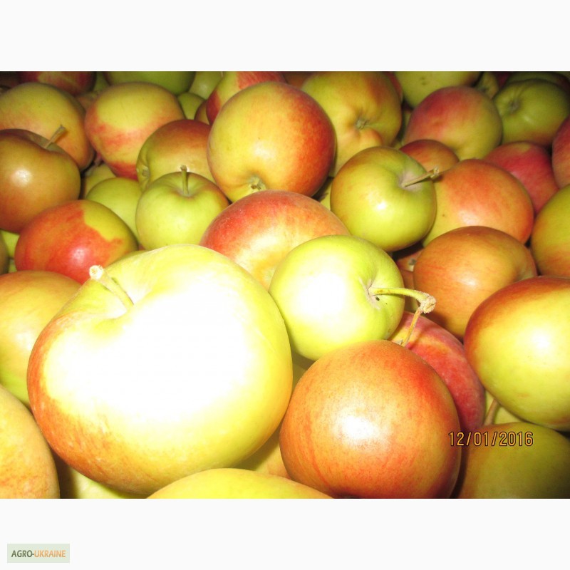 Фото 12. Продаємо якісні яблука