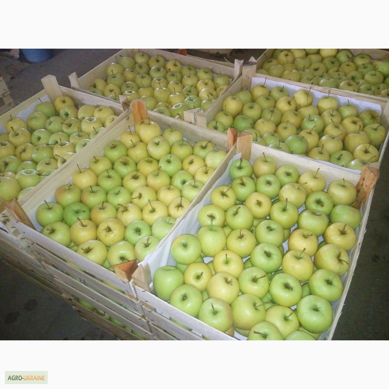 Продаємо якісні яблука