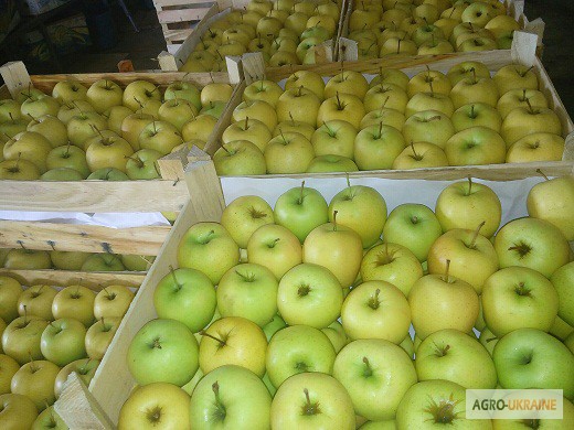 Фото 2. Продаємо якісні яблука