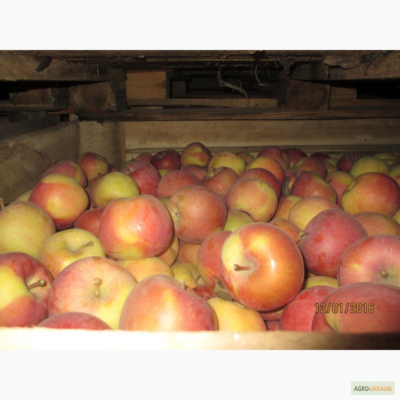 Фото 4. Продаємо якісні яблука