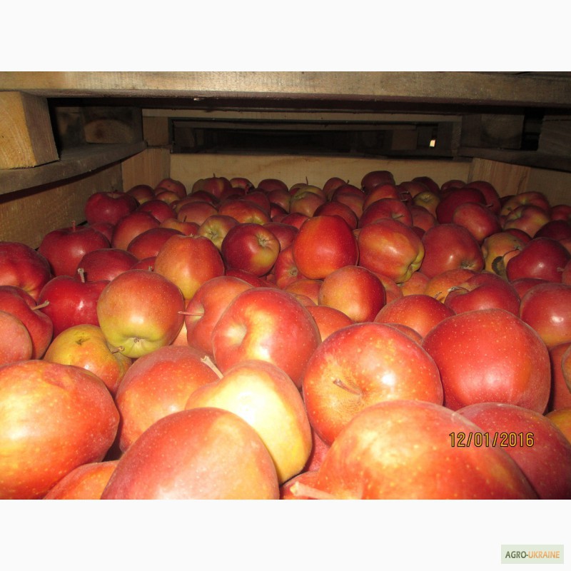 Фото 6. Продаємо якісні яблука