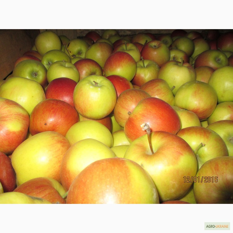 Фото 7. Продаємо якісні яблука