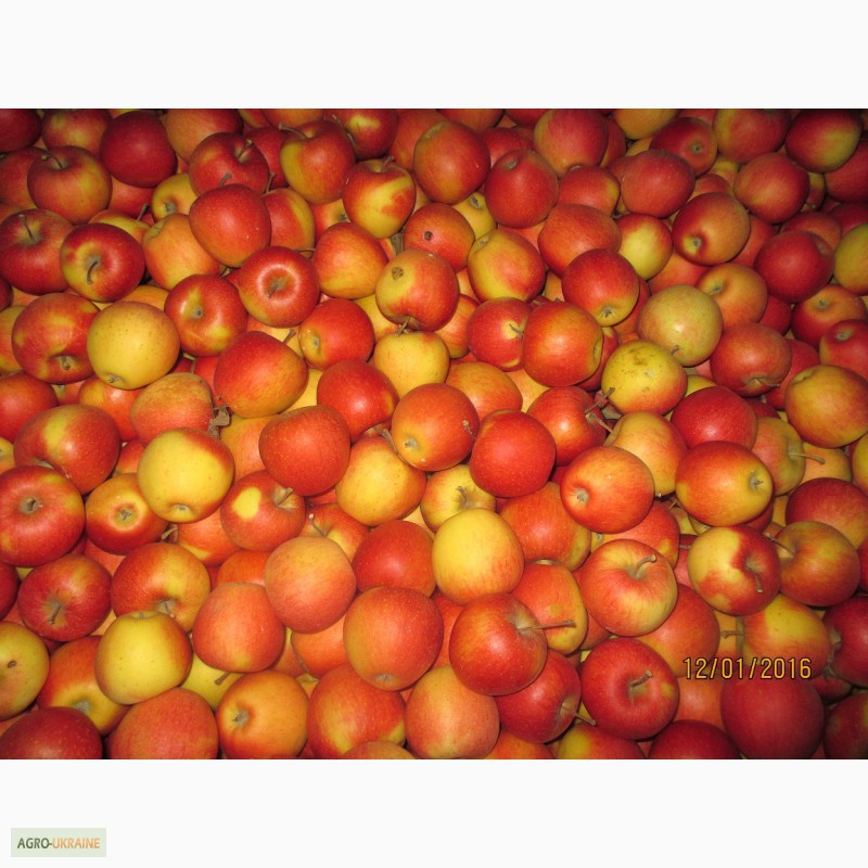 Фото 8. Продаємо якісні яблука