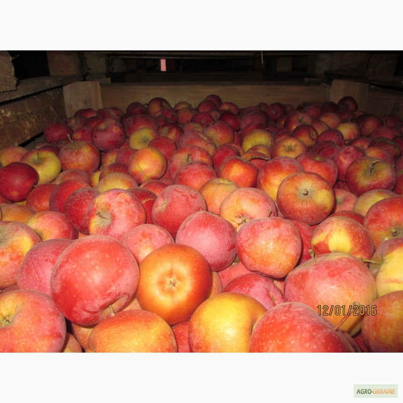 Фото 9. Продаємо якісні яблука