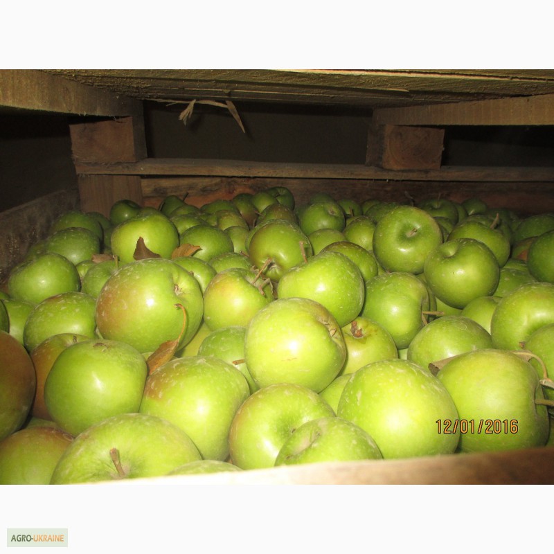 Фото 10. Продаємо якісні яблука