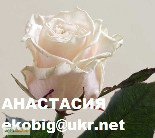 Фото 5. Саженцы чайно-гибридных сортов роз
