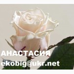 Саженцы чайно-гибридных сортов роз