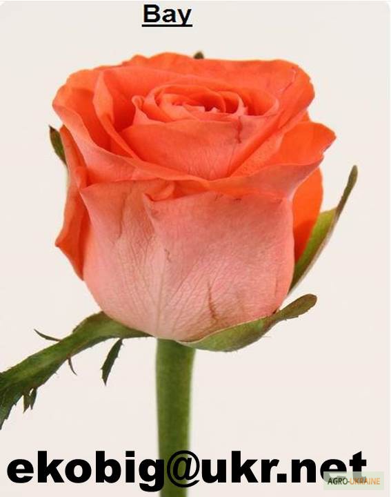Фото 6. Саженцы чайно-гибридных сортов роз