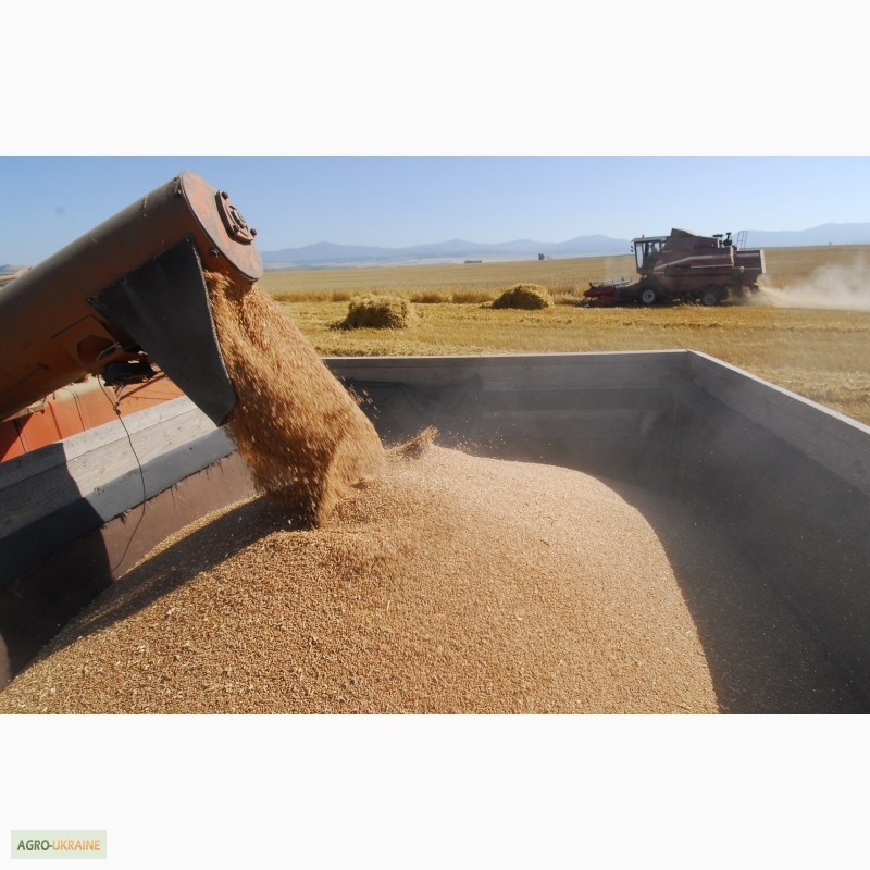 Фото 6. Куплю пшеницу 1, 2, 3-го сортов оптом и крупным оптом на экспорт