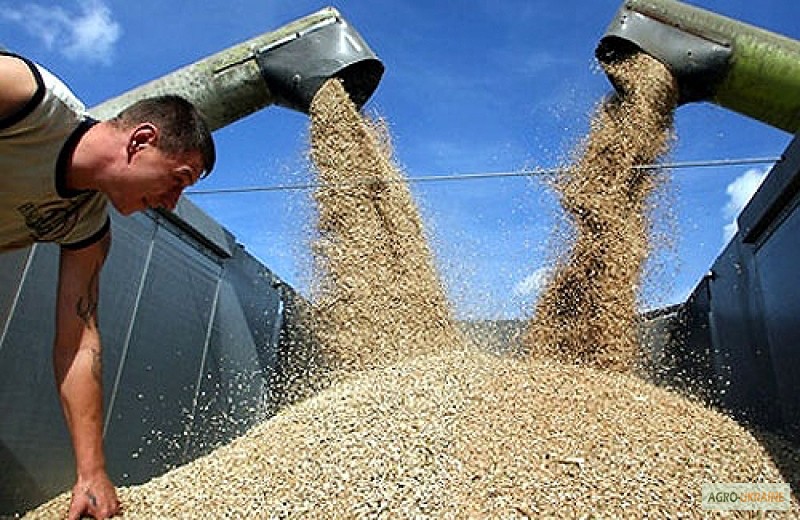 Фото 7. Куплю пшеницу 1, 2, 3-го сортов оптом и крупным оптом на экспорт
