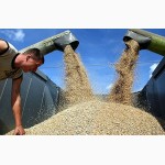 Куплю пшеницу 1, 2, 3-го сортов оптом и крупным оптом на экспорт