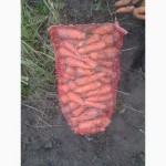 Продам моркву від 3 грн