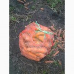Продам моркву від 3 грн
